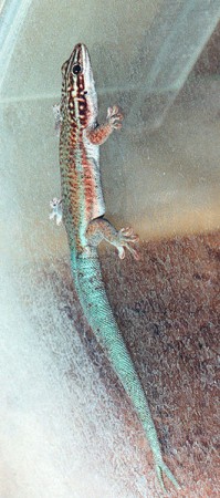 Phelsuma barbouri