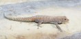 /album/fotogalerie-dalsi-druhy-felzum/f-ocellata-jpg/