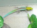 /album/fotogalerie-dalsi-druhy-felzum/phelsuma-klemmeri-jpg/