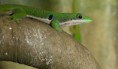 /album/fotogalerie-dalsi-druhy-felzum/a800px-phelsuma-quadriocellata-peacock-day-gecko-jpg/